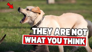8 Things You Must Know Before Getting a Labrador!