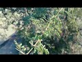 babool tree _ keeker_ acacia that about plant completely informated video