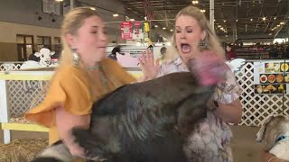 The FUNNIEST thing happened when Houston Happens host Maggie Flecknoe tried to pet a turkey | CW39