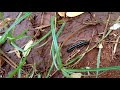 Yellow - Spotted Millipede | ரயில் பூச்சி | Insects Nature