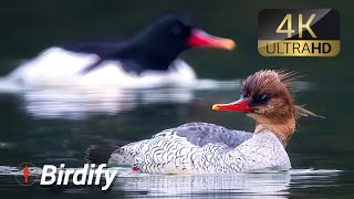 Regal Wings: The Most Majestic Birds in the Animal Kingdom