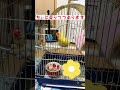 【産卵後のコザクラちぃの近況🐤🌈】ケージの中に友達？おるん？ セキセイインコ コザクラインコ ＃産卵＃発情期