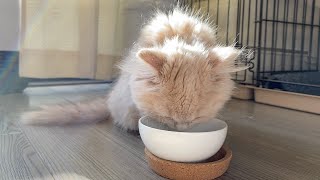 生後2ヶ月の子猫にミルクをあげたら牛乳ヒゲが可愛すぎた！【 ミヌエット 】