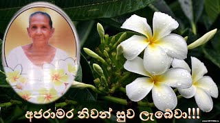 Aththammage mala gedara (Kirimenike) අත්තම්මගේ මල ගෙදර