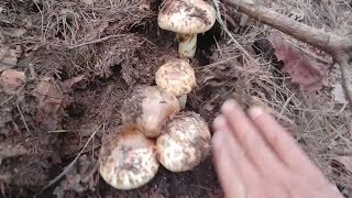 와 -- 우 이것이 정말 대박 송이 - 산행 중에 송이 잘 찾는 방법과 꼭 지켜야 할 일까지 알려 드립니다 - The best mushroom