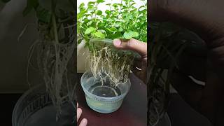 The most unique way to grow mint in water|Grow mint in water #shorts #youtubeshorts #mintplant #mint