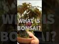 What is bonsai?