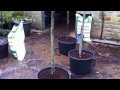 re potting a standard bay tree live out take