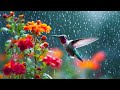 Birds In The Rain 🕊️ Healing Music For Stress Relief With The Sounds Of Birds And Rain 🌧️