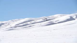 雪の草原に野生のヤク１００頭以上　甘粛省酒泉市