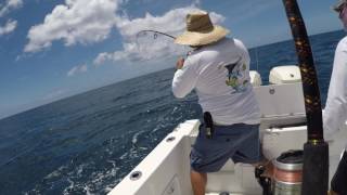 Yellow tail in the West End Bahama