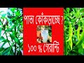 লঙ্কা গাছের পাতা কোকড়ানো খুব দূর করার একমাত্র কার্যকর উপায় | Tips to Remove Curley leaves