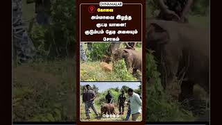 அம்மாவை இழந்த குட்டி யானை!  குடும்பம் தேடி அலையும் சோகம்