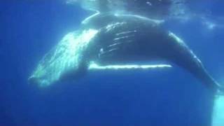 Moby Dick -- Glass Wave