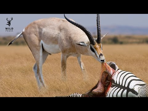 What happens if herbivore eats meat?