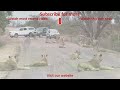 amazing stork scares nosy impala away