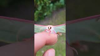 Chinese Moon Moth / Actias dubernardi