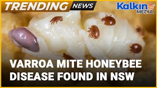 Varroa mite honeybee disease found in NSW | Trending News NSW Australia