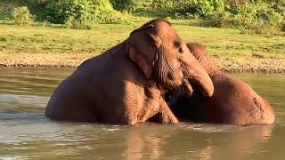 Aueng Kham and Hom Nuan two elephant have a great moment in the river - EleFlix