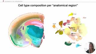 Visualizing Spatial Transcriptomics with U-CIE Color Encoding