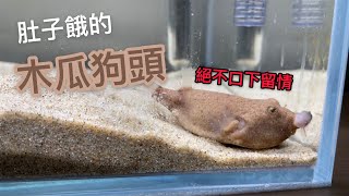 木瓜狗頭 || 獵食熊貓鼠/體色變深