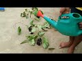 পাণ ৰোৱাৰ পদ্ধতি betel leaf planting full process সম্পূৰ্ণ নীতি নিয়ম জানি লওঁক