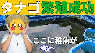 タイリクバラタナゴの繁殖成功！ドブガイから稚魚が生まれました ！タナゴ飼育【あそびば】