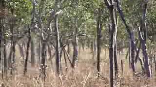 shooting feral horse in australia