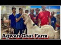 Full Tour of Agwan Goat Farm Padgha | Goats From 365/KG, Kota 400/KG, Saanen 17000