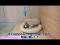 マルワン港北ＮＴ店　ミニチュア・ダックス　　男の子　　2015.1.26　埼玉県生まれ