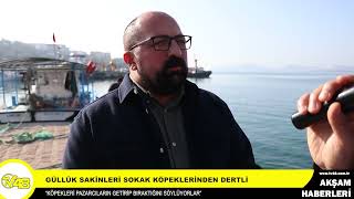 Güllük Sakinleri Sokak Köpeklerinden Dertli