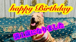 Sunnyの闘病記録vol26 Fight against illness record １歳の誕生日パーティー　ゴールデンレトリバーpuppy