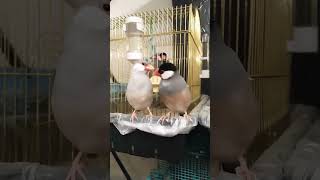 【夜の放鳥タイムギネスママと最中パパ💖】文鳥garden 2023.6.13 #bird #javabird