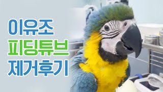 아기 앵무새 이유조 피딩튜브 제거 수술 후기 avian surgery