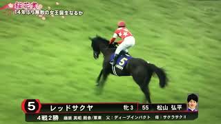 2018年4月8日 レッドサクヤ 本馬場入場 (音声:カネロvsカーン)