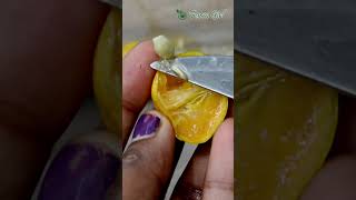 how to grow lemon tree from seeds|നാരങ്ങ ഒന്ന് മുളപ്പിച്ചാലോ |#shorts #lemon #lemontree #youtube