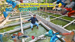 Guppy fish breeding farm tour | 55+ varites guppy | CK Guppies and bettas | தமிழ்