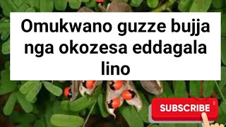 Kozesa eddagala lino nga oyoza enkumbi y'omukisenge omukwano gwammwe oguzze bujja  buli kaseera