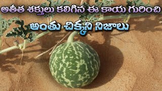 అతీత శక్తులు కలిగిన వెర్రిపుచ్చ కాయ | Amazing Benefits of Verripuchakaya | #naturalmedicine