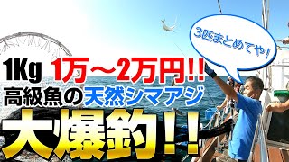 【船釣りデビューに最適】千葉県勝浦市、外房での釣り！高級魚の天然シマアジ・イサキが入れ喰い＆爆釣！初心者でも爆釣できる場所とは？