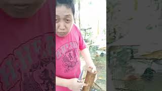 paggawa ng simpleng paitlugan at Kubo ng manok. Part 2