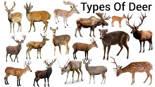 Types Of Deer | All Types Deer | Deer | English Vocabulary | Easy English Learning Process