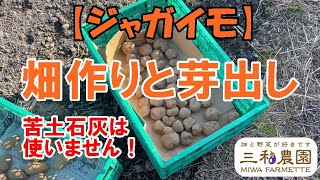 【ジャガイモ】「畑づくり」と「芽出し」は、同じ日にやるとちょうど良いです！NO391