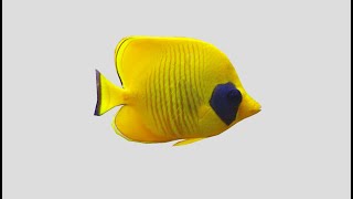 Bluecheek butterflyfish