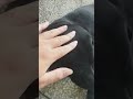 lip dog かわいい犬 狗狗 犬 犬動画 cute animals puppies chill 可愛い