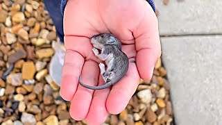 The girl brought the dying mouse home, a few minutes later something amazing happened