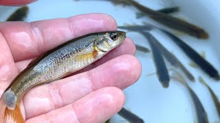 日本の冬の川でガサガサ。魚、エビ、水生昆虫。