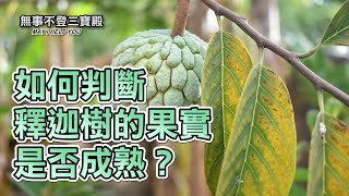 如何判斷釋迦樹的果實是否成熟？