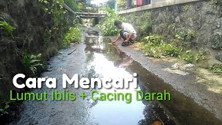 CARA MENCARI LUMUT IBLIS DAN CACING DARAH, UMPAN MANCING  IKAN NILA, IKAN PUTIHAN