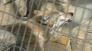 【オオカミの鳴き声】チュウゴクオオカミ 22.03.30 天王寺動物園 4k動画